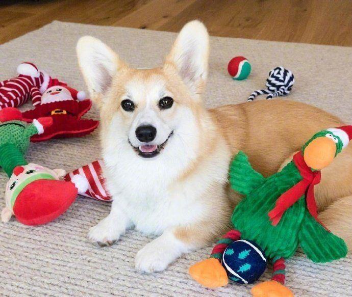 网友带狗狗去公园玩，结果跟别人跑了