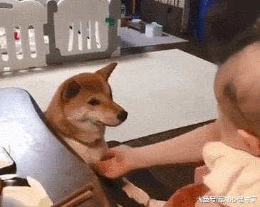 女主人刚抱着小孩，柴犬的反应过于真实：这个家只能有我一个宝宝