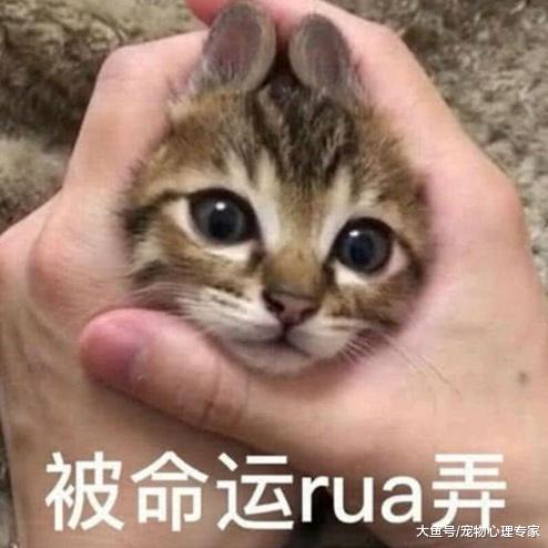 街边发现一只猫，仔细一瞅冷汗直流：美女你科目二过了吗？