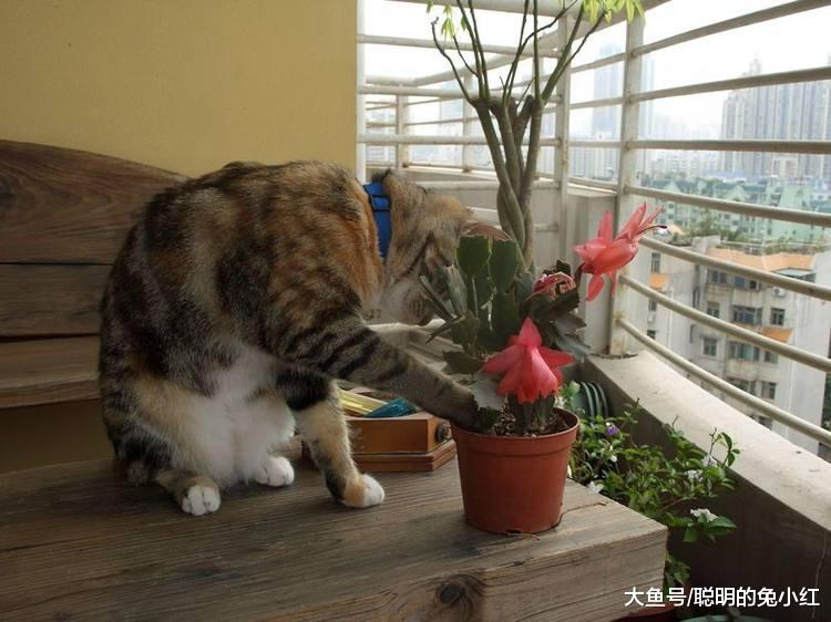 想要猫咪做家务，宠主需要怎么训练？网友：别人家的“懂事猫”