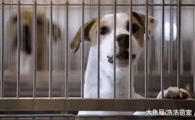 只要按下面5個步驟來，狗狗會乖乖的呆在籠子里，絕不會大吵大鬧