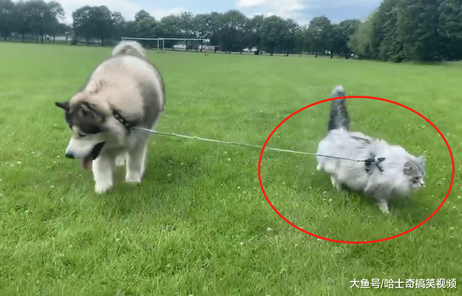 一百多斤的阿拉绑了只猫？妹子用大狗遛猫，不怕找不到猫了