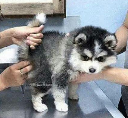 医生帮狗狗量体温, 狗狗表情从呆萌逐渐陶醉, 主人一看笑到扶墙