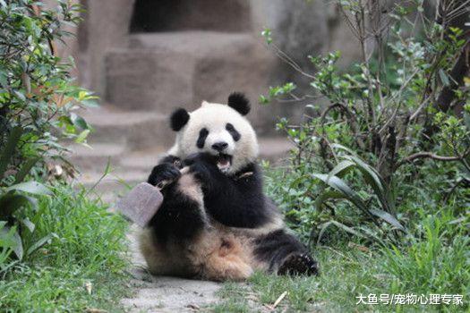 大熊猫坐着啃东西，凑近一看说不出话来：我的亲娘哎