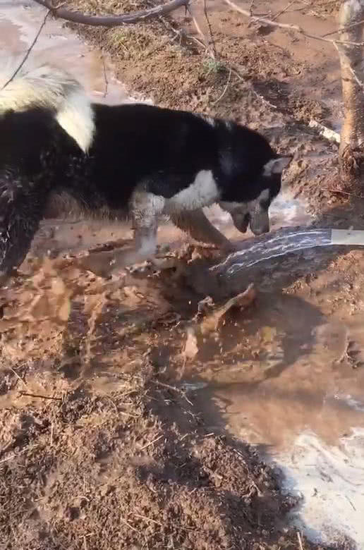 带哈士奇去农村放风，十分钟后意外发生，狗主人：这不是我家的狗