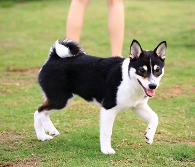 黑柴完美伪装成哈士奇，拥有超低几率的毛色，不仅长得像还一样傻