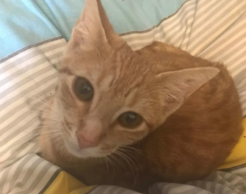 懂事的橘猫每天护送小伙上班，只因小伙曾经喂养过它