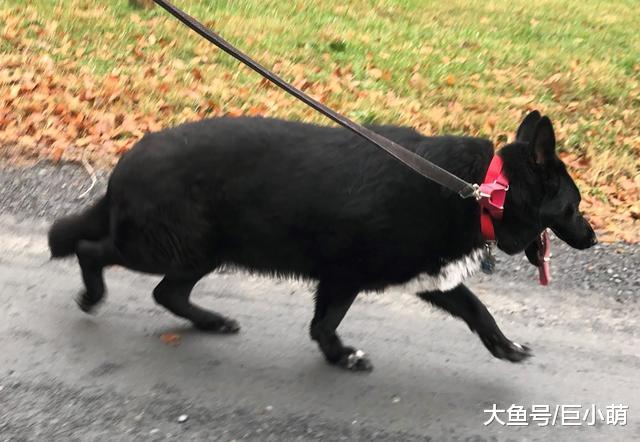 如果你想让狗狗开心快乐，就每天带它出门运动锻炼吧