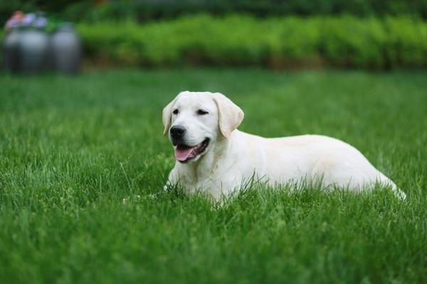 地球上3大最适合做导盲犬的狗狗，拉布拉多无悬念榜首