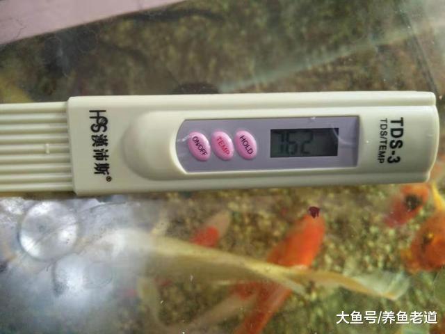 多灾多难的红财神七彩神仙鱼，终于繁殖成功！