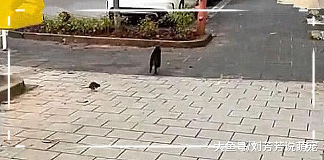 猫咪路过下水道，突然从里面跑出一只小老鼠，猫咪的反应让人笑喷