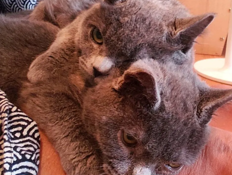 蓝猫兄妹因患病被抛弃，猫兄妹野外相依为命，抱着对方不愿分离