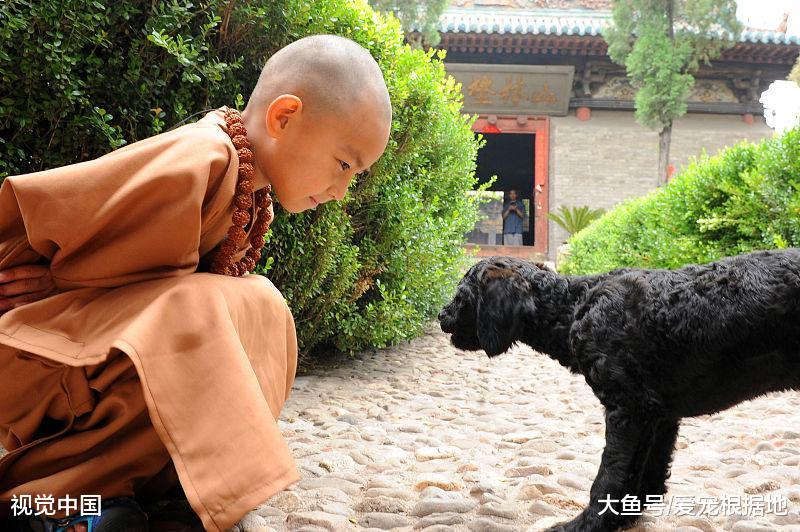 读懂狗狗的行为，主人需要做到以下四点，能让你的狗狗更听话！