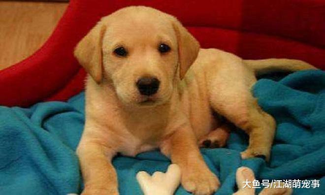 送给新手养狗的6个建议，这些知识一定要知道