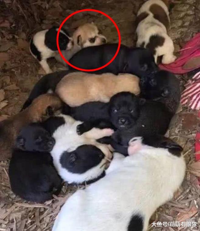 女子捡了一只流浪狗，家人都劝她不要养，怎料几个月后直呼太幸运了