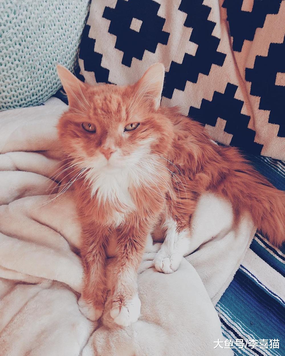 猫咪和狗狗临终前躲到没人的地方, 其实来源于动物的自我保护机制