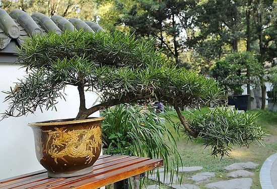 养护罗汉松盆景需要注意什么，这里知道来看看吧