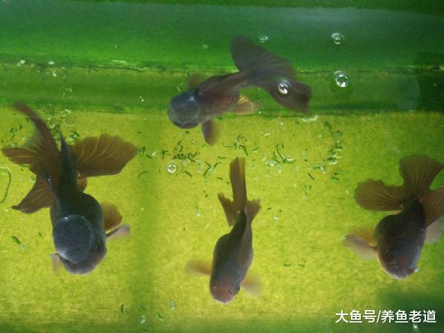 魚缸壁上長滿青苔，這樣的魚缸算是空氣魚缸嗎？