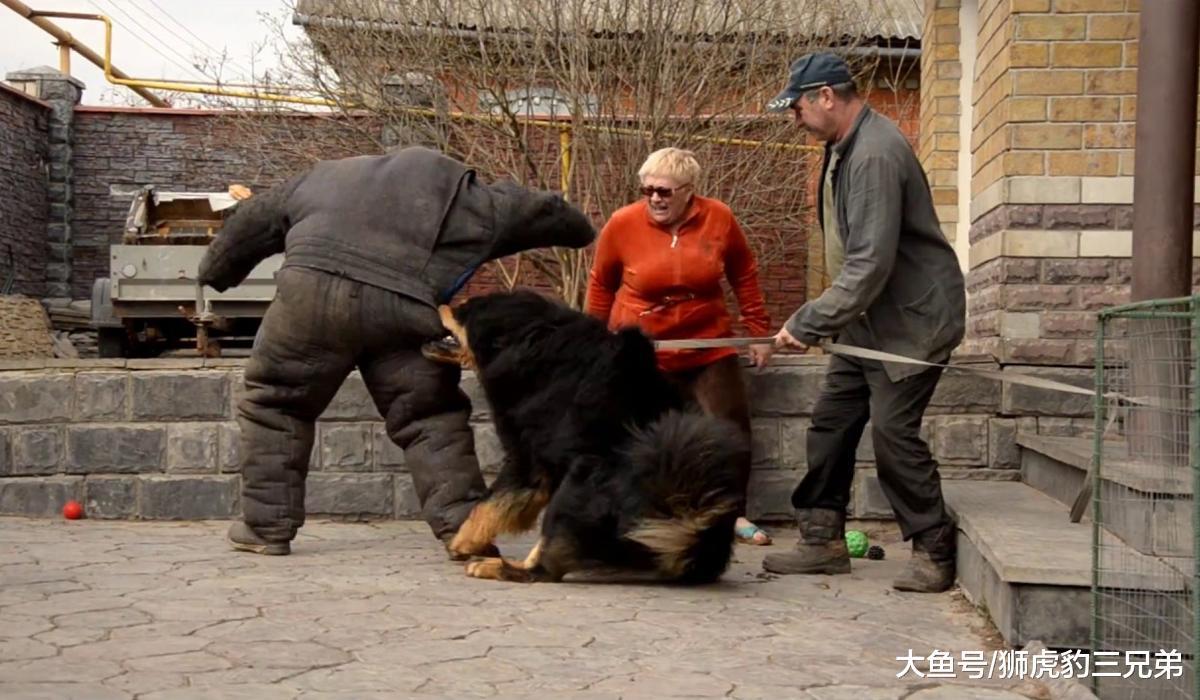 老虎雖然厲害，但是動物園里的老虎，還能夠打贏原生純種藏獒嗎？