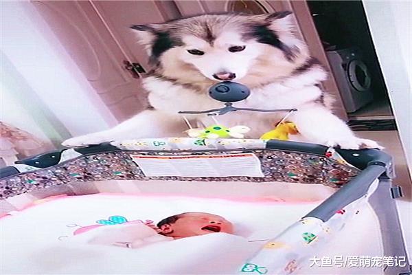 金毛照顾小主人，听到哭声就叼起玩具去哄他，汪：这届孩子真难带