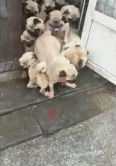 主人一喊开饭，小狗狗们一涌而出，像是大妈抢便宜货场面！