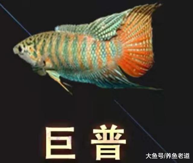 中国斗鱼逐渐登上国际舞台，与泰国斗鱼相比，它们有何优势？