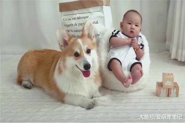 网友给小主人拍照，结果柯基犬也要跑过来抢镜，谁还不是宝宝呢！