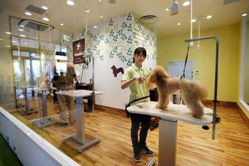 美国开始打击不人道繁殖, 新法元旦实行, 宠物店只能出售救助动物