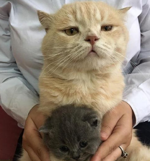 猫爸和猫仔合影却一脸生无可恋, 仔细一看网友笑喷: 这是亲生的吗