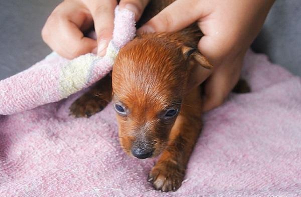 幼犬洗澡容易生病？美容師建議輕洗速干，做好這3點就不怕