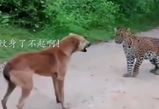 狗狗路上睡觉, 突然冲出来一只大猫, 狗狗大吼: 有纹身了不起啊!
