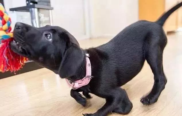 六条腿狗狗陪伴生病男孩，带他走出自卑...