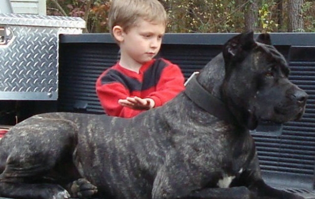 细数对主人“不忠心”的5大狗狗，快看看你家狗上榜没？