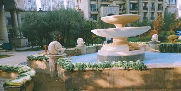 在东北，没有一颗大白菜能活着过冬！