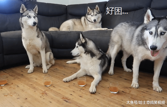 妹子养了4只哈士奇，为了防止狗子拆家，想了个“馊主意”