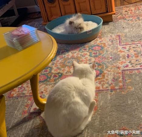 貓咪變小弟，兔子強霸占東西，喵星人眼神超哀怨：那是我的床