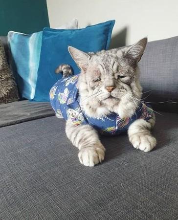 猫咪出生就像15岁老猫，脸上的肉都垂下来，新主人却觉得可爱