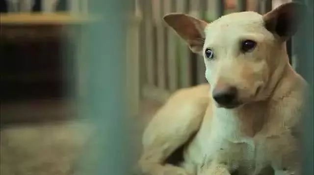 每年，都有2亿条生命被抛弃、虐待：我们虽然没有杀过人，却都差点做了刽子手