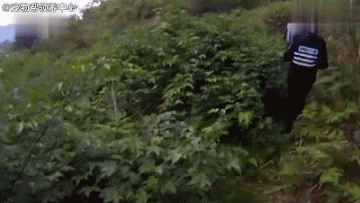 5岁阿尔茨海默症老人失踪，找到他的是一只汪