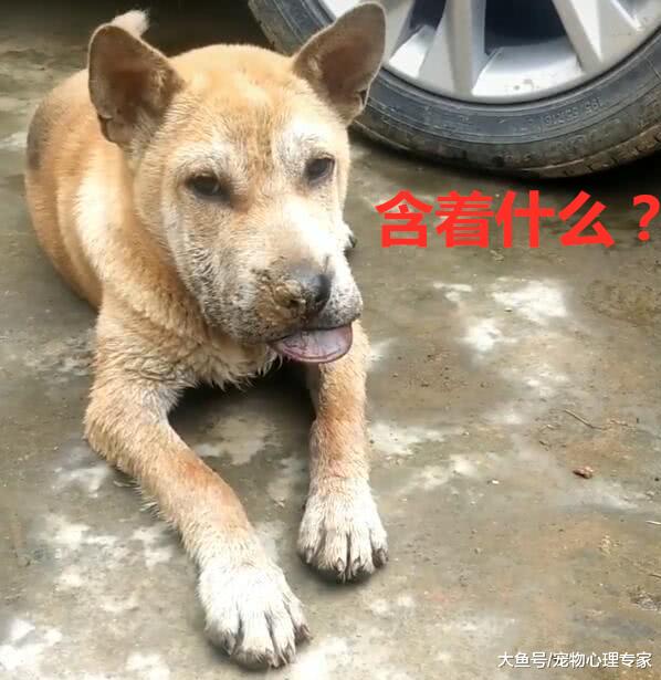 狗狗吐着舌头扮鬼脸，男子本觉得很滑稽，仔细一看却笑不出来