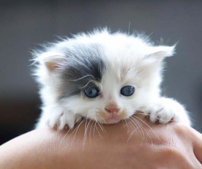 新手鏟屎官必須了解的養貓知識，有哪些事情需要格外注意