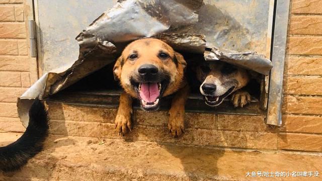 300块钱做的铁门，一天就被狗狗给拆了，这必须找他说理去