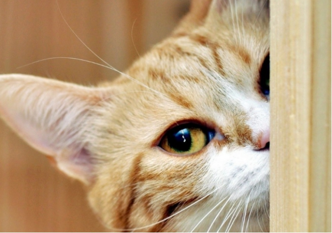 我的猫咪养成日记，我家有猫初长成，养猫小建议防踩雷