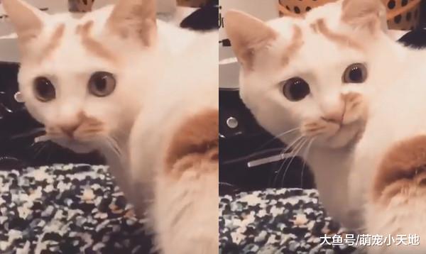 美貓表情神跩，單邊嘴角向上抽動，主人氣：天天對我擺嘲諷臉