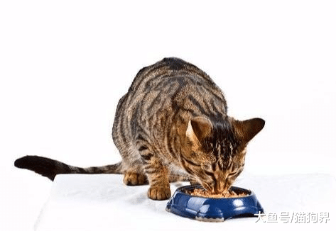 铲屎官课堂：如何给猫咪选一款好猫粮呢？