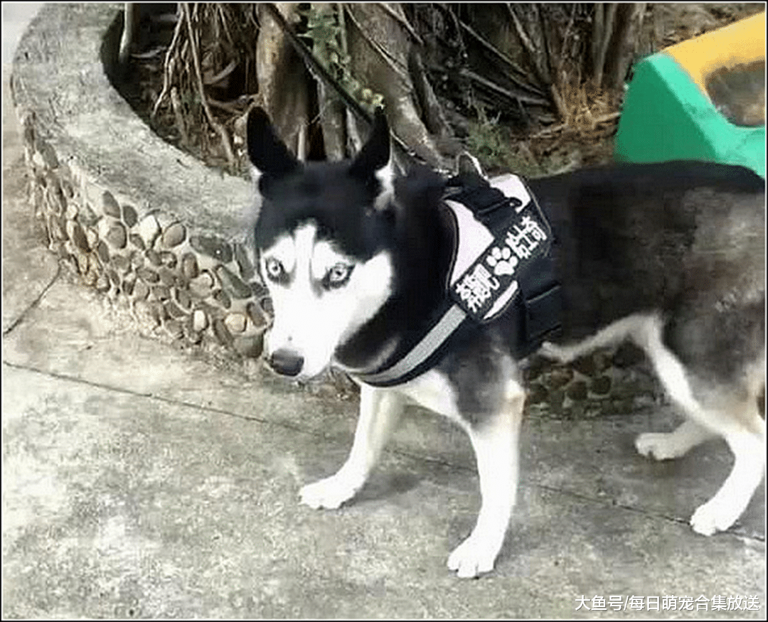 二哈拆家屡教不改，男主将它拴在老虎旁边，隔天去看顿时不淡定了