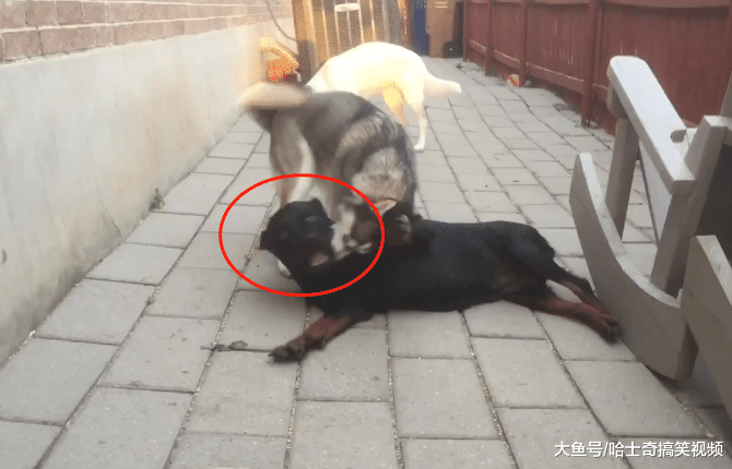 网友养了只“烈性犬”，结果却被4只二哈带偏，还能看家吗？