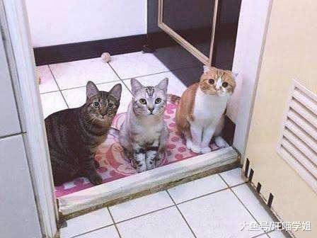 猫咪老是来看主人上厕所，令人压力山大又尴尬，这是为什么呢？