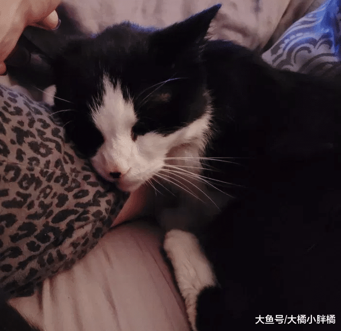 20岁老猫不能控制大小便，主人将它抛弃，再次被领养后很依恋恩人