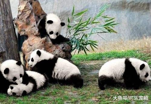熊猫宝宝骑摇摇马，无师自通堪称老司机，网友：秋名山车神